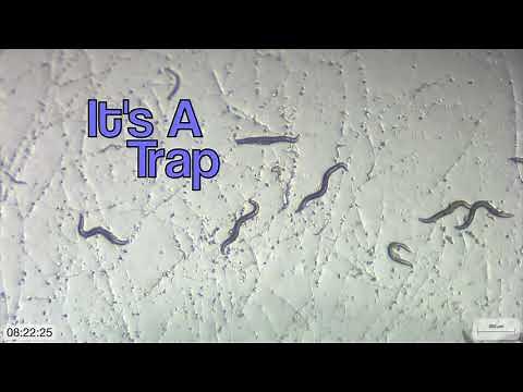 Fungi vs. Nematodes