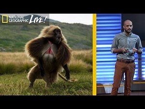The Fascinating Lives of Bleeding Heart Monkeys (Part 2) | Nat Geo Live