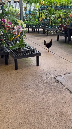 Chicken cruising around the garden center at Walmart yesterday morning. They’re everywhere here!😂 And check out those beautiful orchids! I was tempted! 💕 Got anything planned for today? Whatever you’re up to, have a happy Sunday! Aloha! #KauaiWalmart #Kauai #KauaiLife #KauaiChickens | My Coconut Diary