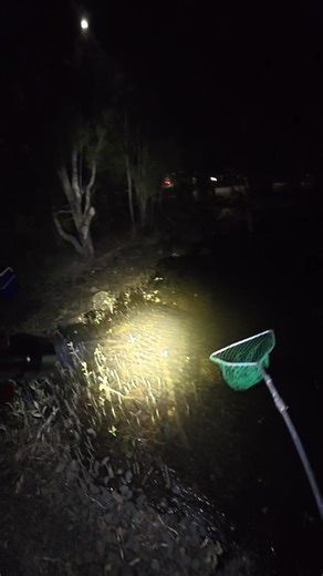 Essential Tips for Successful Mud Crab Fishing