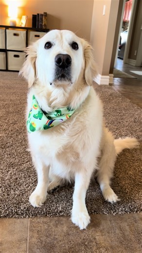 The Bestest Dog: Celebrating Golden Retrievers