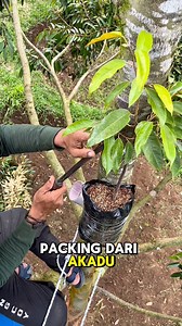 2K views · 2.8K reactions | Label durian AA Kadu NYENTANG di atas topworking tupai King #topworking #label #tw #fbpro #nyentang | Durian Mehonk | Facebook