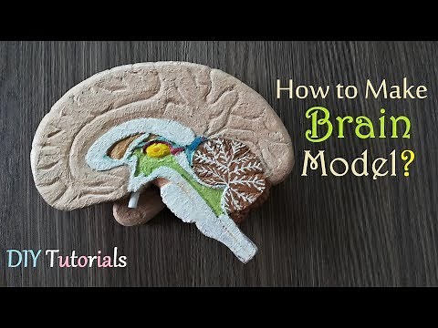 How to make Half Brain Section Model | Holiday Homework