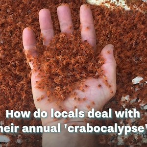 10M views · 55K reactions | The locals on Australia's Christmas Island have found some ingenious ways of dealing with the annual red crab migration, including a specially designed Crab-mobile!  | UNILAD Adventure | Facebook