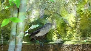 Bird family,oriental magpie robin. Parent birds taking care and teaching their baby how to live outside the nest in wild world.