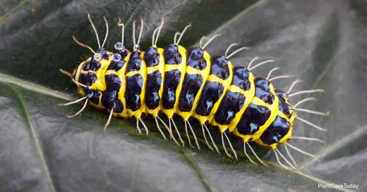 Does Neem Oil Kill Caterpillars?