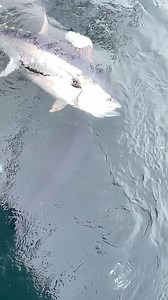 1.7M views · 10K reactions | Monster Tuna DEVOURS Flounder in One Bite! #fishing #tuna #bigfish | Pineland Productions | Facebook
