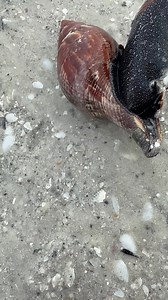 Wait for the the very graceful FLIP ! Watch to the very end! #Seashell #truetulipshell | Gypsy-Junk Michigan