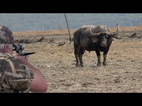 Hunting Australia Big Game