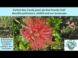 Best bee candy in the garden, aka, the Red Powder Puff Plant. Many benefits, great for pollinators,
