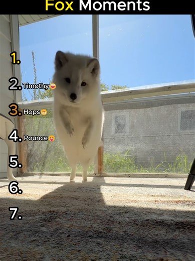 Top Fox Moments Ranked from Best to Worst