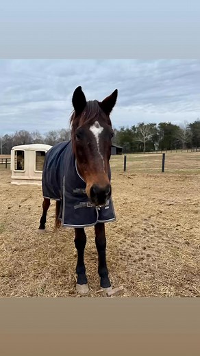 The Grumpy Goat Farm & Sanctuary on Reels | Facebook