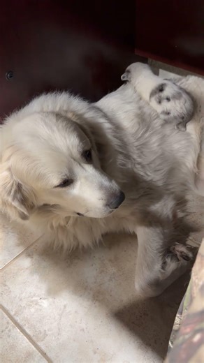 Puppy Puts in Work for a Comfortable Spot to Sleep || ViralHog