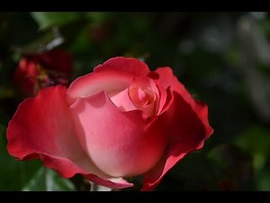 Beautiful Red Rose Flower Collection - HD (720p - 1080p)