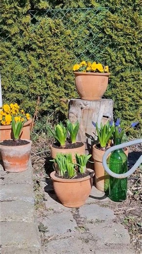 co u dzików?🌸 #garden #dzikiwogrodzie #ogródek