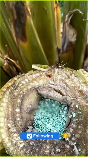 254K views · 1.4K reactions | You won't believe how banana tree grow . . #factsyoudidntknow #WildlifeFacts #DidYouKnow #facts #Amazing #usareels | Smart Gadegets | Facebook