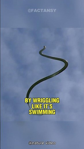 This Snake Can FLY?😱 | Paradise Tree Snake🐍