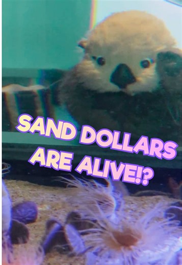 Sand Dollars Are Alive and Vibing: Full Story