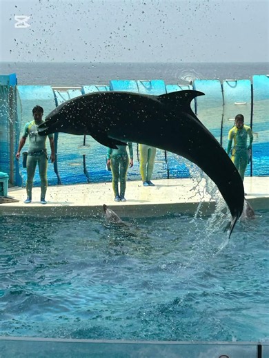 新江ノ島水族館の思い出🦭🐠🐟#新江ノ島水族館
