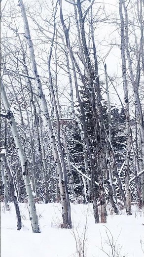 Coyote mating season sounds like this! #shorts