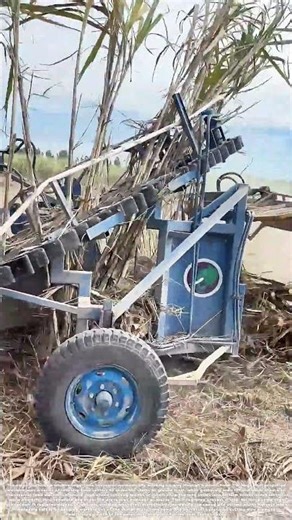 Stalk by Stalk: The Mechanical Harvest of Sweet Cane