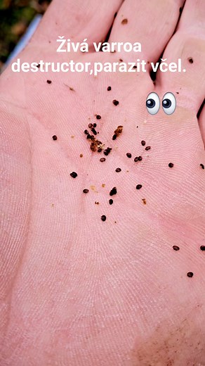 1.4K views | Živá Varroa destructor,parazit včel. | Včelí farma Medík | Facebook