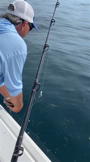 5K views · 70 reactions | We have a Fishing Charter business as well under the name of Clearwater Beach Fishing Charter. Captain Gary will take you deep sea fishing and sometimes a beautiful dolphin will come along for a snack! (Our guests also enjoy going on Island Hops) www.Clearwaterbeachfishingcharter.com | Beachfront Bliss Villas | Facebook