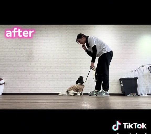 元々保護犬だった今年9歳になるシーズーのリンちゃん。 お母さん曰くとっても怖がりで お散歩も震えながら、とにかく早く帰りたくてとにかくどんどん先へ進む。 初めての場所は過呼吸になるんじゃないかレベルでおちつかなくなるかなりの怖がりさん。 幼稚園での初めてのトレーニングはその場で止まる事さえも難しく意識も散漫で とにかく余裕がありませんでした💦 それでも少しずつトレーニングしていき、リンちゃんのペースに合わせつつもリードする所はしっかりリードしてあげると こんなにイキイキするように✨ お家でも凄く明るくなり おうちのワンコにちょっかいをかけたり、 お散歩も段々合わせて歩けるように✨😊 うちの子は怖がりだから… 保護犬だから… もうシニアだから… そう思っている飼い主さんたくさんいらっしゃると思います😌 でもきちんと向き合えば シニアだって保護犬だって 怖がりさんだって変われるんです😌🫶 自分の子を信じてあげてくださいね☺️ #packdog #犬の幼稚園 #保護犬#シーズー#犬のしつけ