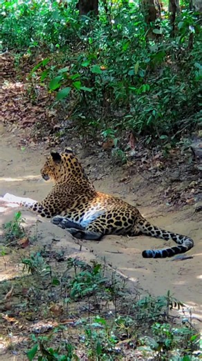 Leopard Wilpattu National Park #wildlife #wilpattuSriLanka #safari #srilanka #wildanimals #wildwilpattu #leopard #wildlifephotography #travelphotography #Natural | Wilpattu Sri Lanka