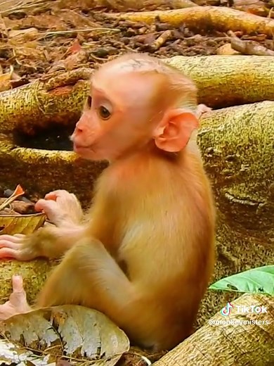 monkey.mister នៅលើ TikTok