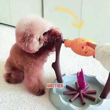 The dog won its owner's love with clever tricks.#pets #cat #cute #shorts #funny