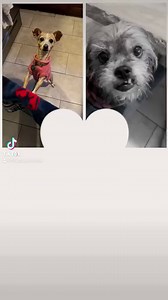 30 reactions | Lots of Tinys are waiting for their furever families! Check out our Adoptable Tinys album to see who’s ready! https://www.facebook.com/media/set/?set=a.928022370619449&type=3&mibextid=ncKXMA | Tiny Paws Rescue | Facebook