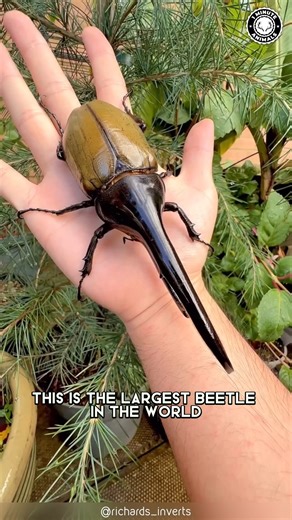 Hercules Beetle 🪲 The LARGEST Beetle on Earth! This beetle can lift over 800 times its own weight. One of the strongest insects ever measured. #wildlife #nature #animalfacts #1minuteanimals | 1 Minute Animals