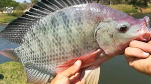 38K views · 1.6K reactions | Pesca Con Chuy on Reels | Facebook