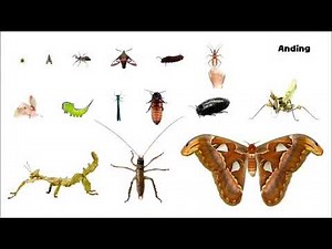 Anding: Rare Insects - Picture Play