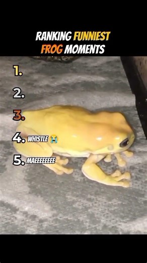 Ranking Funniest Frog Moments #ranking #shorts