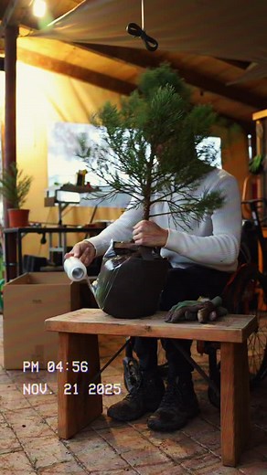 We will send 📦a tree 🌲to every family🏡 — a tree capable of growing for thousands of years. #sekvoje #sequoia #slovakia | Sekvoje