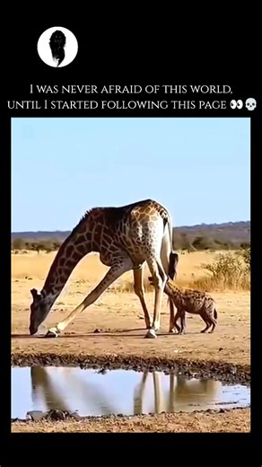 WeirdlyWild on Instagram: "A giraffe's kick is one of the most powerful and lethal defensive mechanisms in the animal kingdom, capable of delivering a force of approximately 2,000 pounds per square inch. Because giraffes are frequent targets for apex predators like lions and hyenas, they have evolved the ability to kick with explosive speed in multiple directions—forward, backward, and sideways. A single well-placed strike from their massive, dinner-plate-sized hooves can easily shatter a lion’s