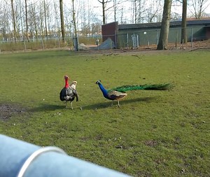 1M views · 10K reactions | Peacock vs turkey fighting | Hugh Best | Facebook