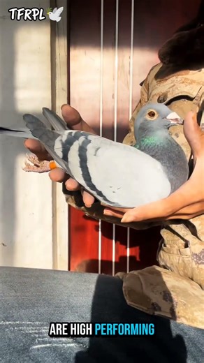 Blue Bar Female | National S-Season Winner | Race or Breeding 2024 #blueBarFemalePigeon