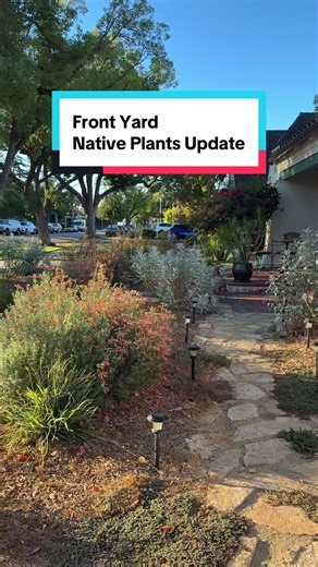 Here’s the update some of you have been asking for! Our California natives front yard was first planted in February 2025. Now it’s September and the growth has exploded! Here’s a list of our plants: Carpet Sage White Sage Palo Verde Deer Grass Manzanita Cleveland Sage California Fushia California Sagebrush Brittlebush Yarrow (hybrid and native varieties) Lupine (RIP, they were killed by aphids) #californianativeplants #nativeplants #plantsoftiktok #frontyard #plantlover