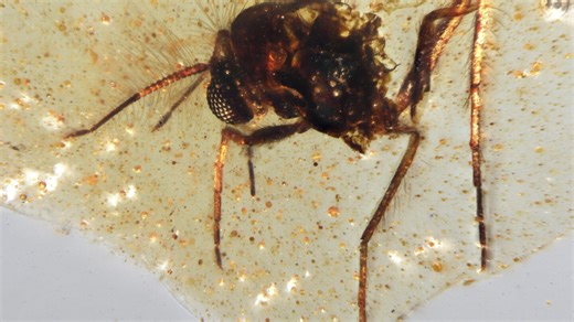 Discovery of insects trapped in amber sheds light on ancient Amazon rainforest
