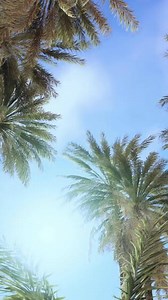 Palm trees vintage toned perspective view to the sky