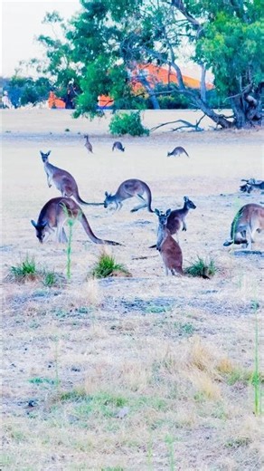 A Dream Moment: My First Kangaroo Encounter