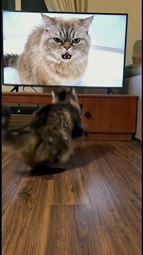 Black Cat Attacks TV After Seeing Angry Cat | Realistic Funny Cat Moment