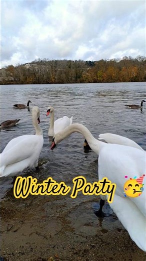 The Friction Line: Water, Sand, and Feather