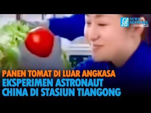 Harvesting Tomatoes in Space: Chinese Astronauts' Experiment at Tiangong Station