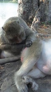 5.8K views · 2K reactions | Layla so good to Brinn they are so much adorable friends | Wildlife Idol | Facebook