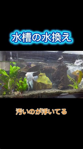 水槽の水換え🐠 #アクアリウム #魚 #水換え #エンゼル#熱帯魚 #水槽