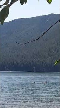 Ducks in Nature | بط في الطبيعة | Canards en Nature | Patos en la Naturaleza | カモ 自然